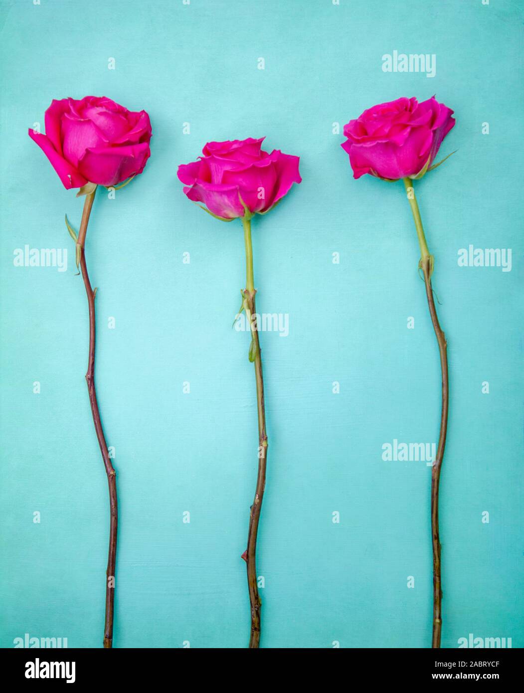 Long stem rose hires stock photography and images Alamy