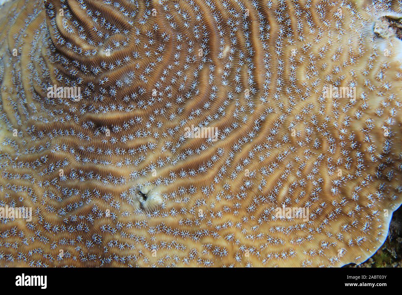 Lamarcks sheet coral (Agaricia lamarcki) with open polyps underwater in the caribbean sea of Bonaire Stock Photo