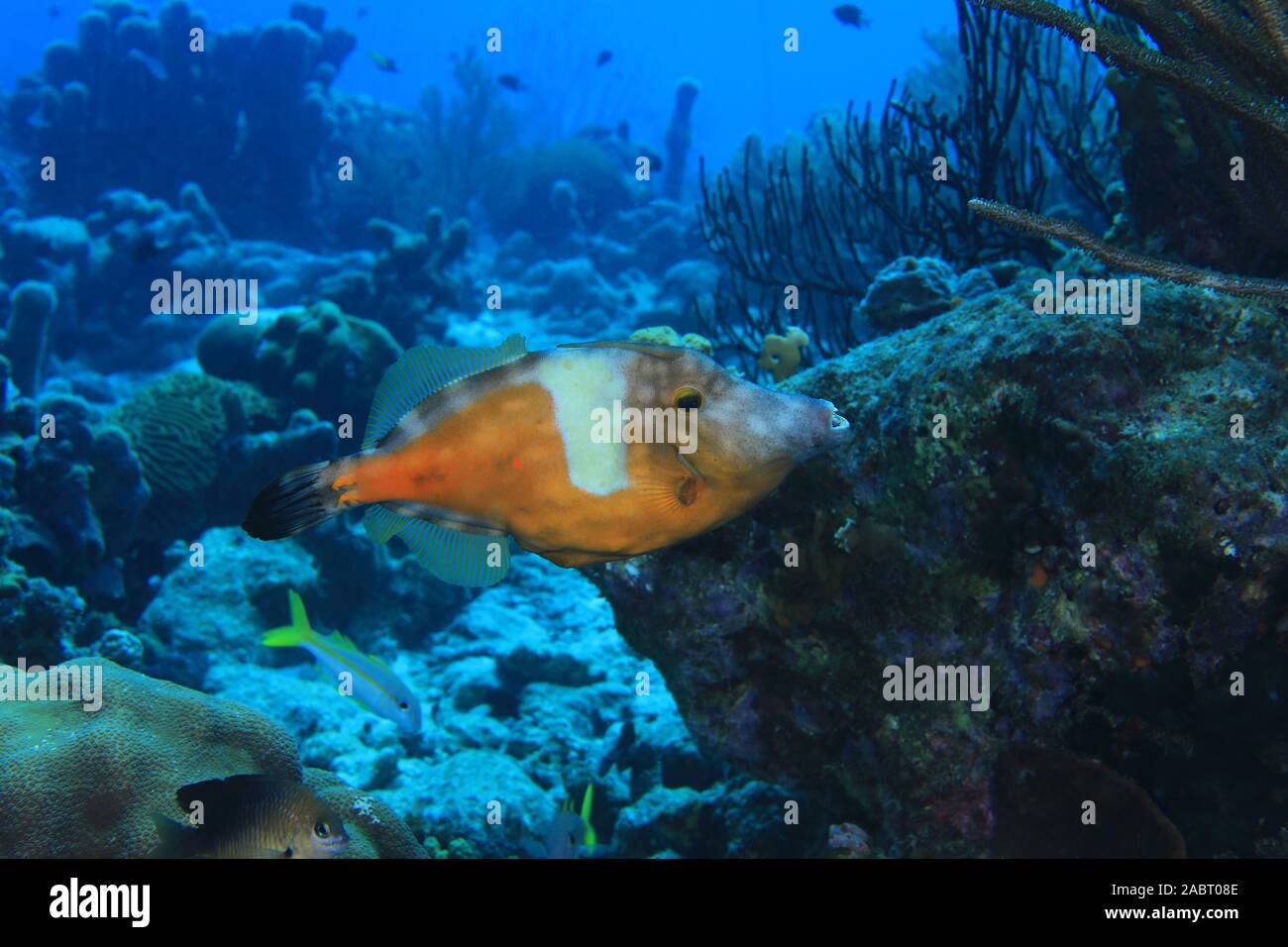 American whitespotted filefish (Cantherhines macrocerus) underwater in the caribbean sea of Bonaire Stock Photo