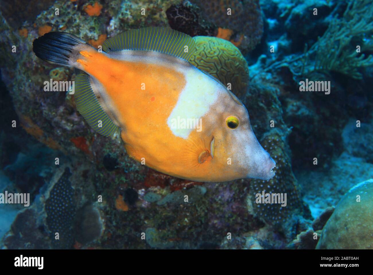 American whitespotted filefish (Cantherhines macrocerus) underwater in the caribbean sea of Bonaire Stock Photo