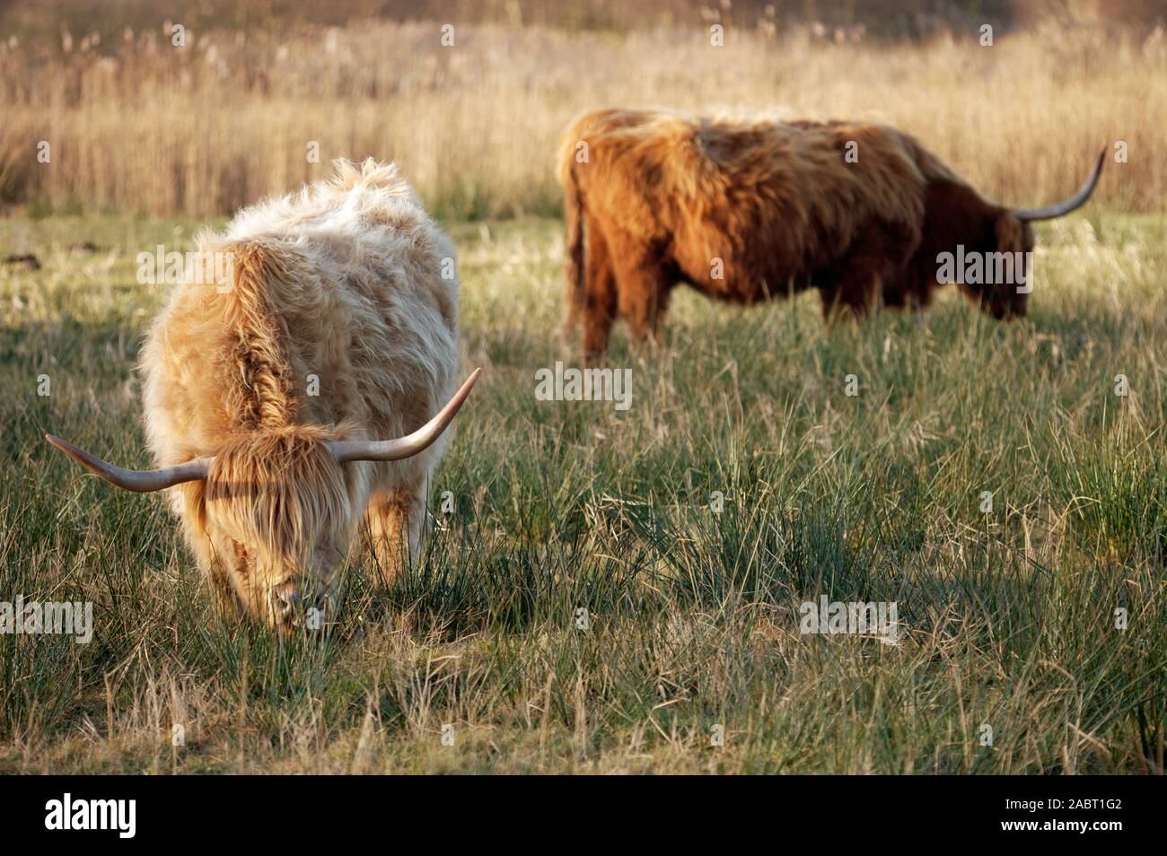 SCOTTISH HIGHLAND CATTLE Bos taurus used to manage invasive scrub in a nature reserve and E.S.A. (Environmentally Sensitive Area). Norfolk, U.K. Stock Photo