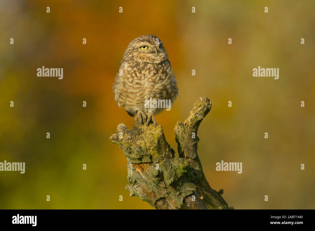 Long Legged Owl Stock Photos Long Legged Owl Stock Images Alamy