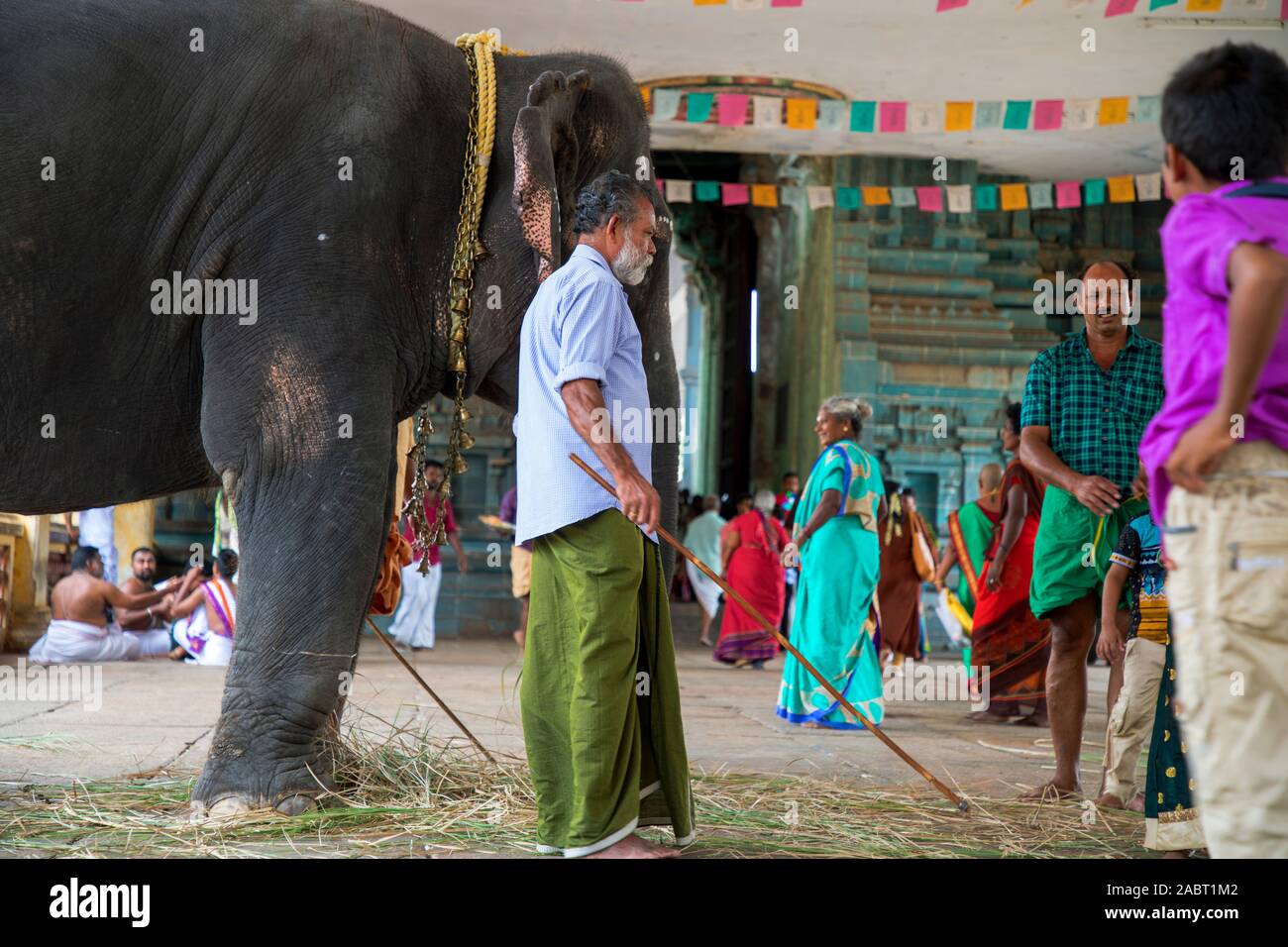 Elephant Welcome Ritual The elephant blesses a people in an Indian temple interior Stock Photo ...