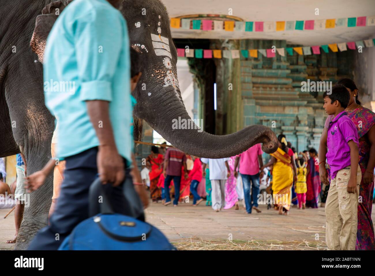Elephant Welcome Ritual The elephant blesses a people in an Indian temple interior Stock Photo ...