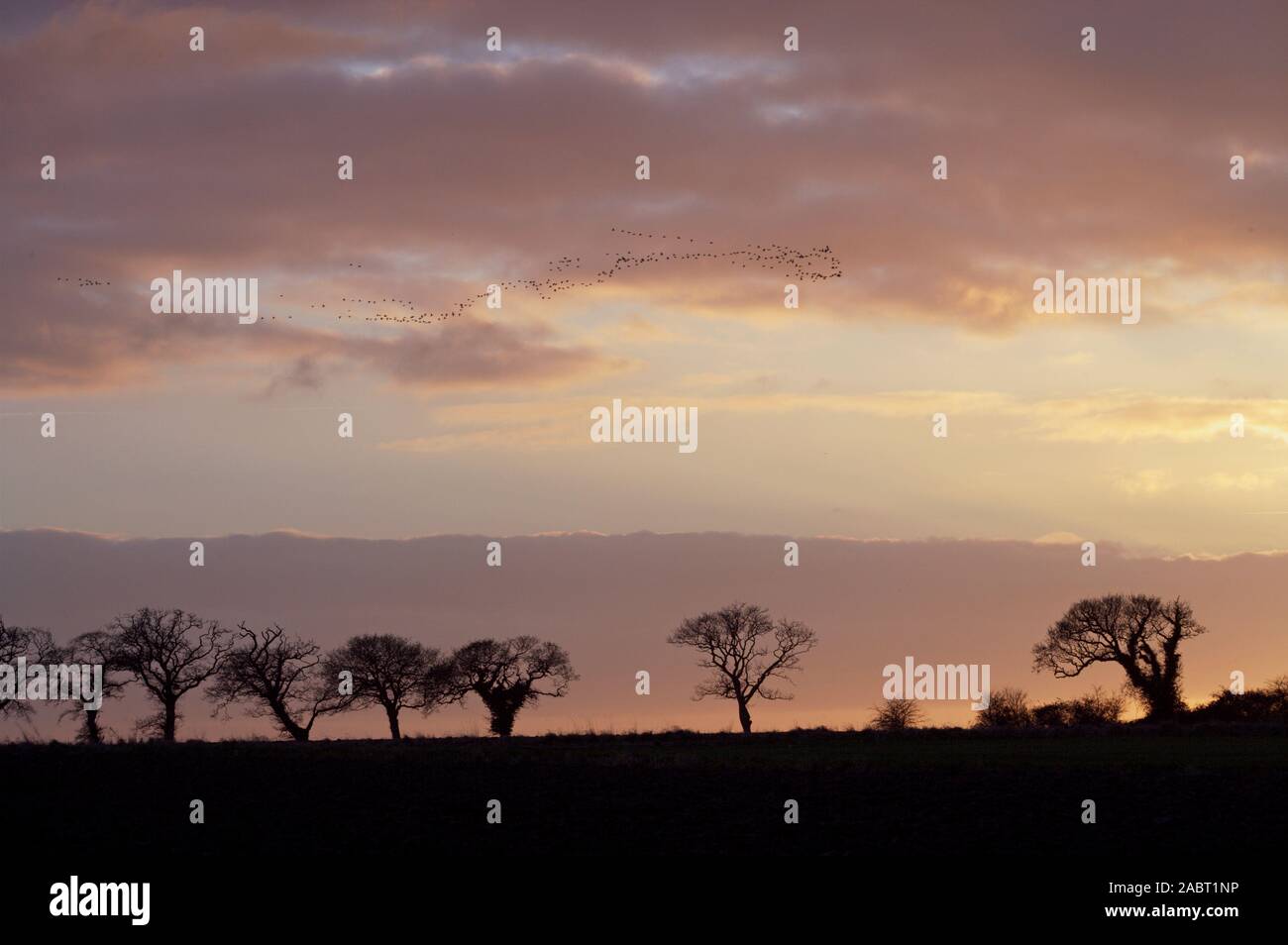 Skeins flying geese winter trees hires stock photography and images