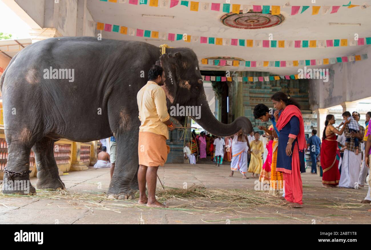 Elephant Welcome Ritual The elephant blesses a people in an Indian temple interior Stock Photo ...