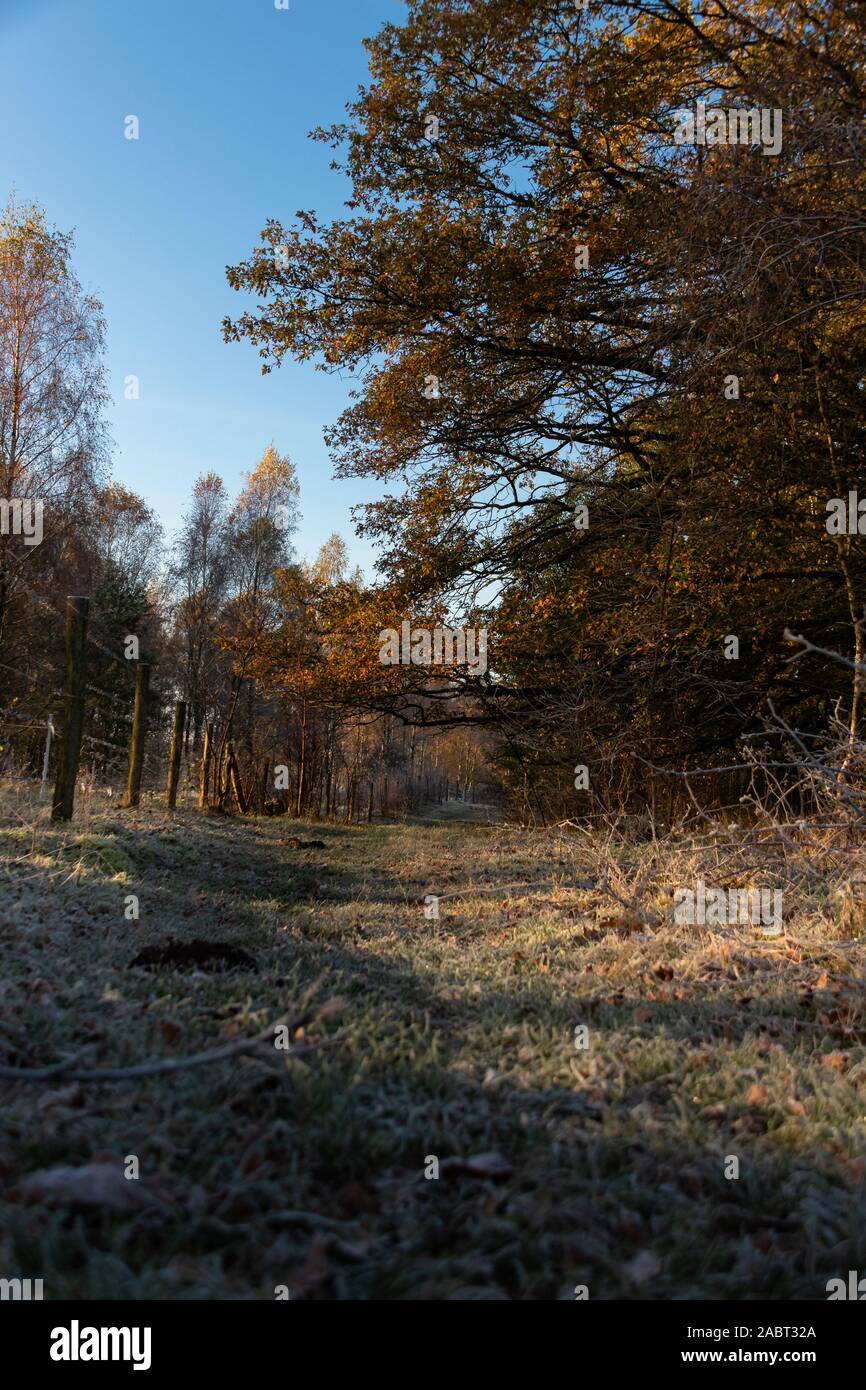 Mit Raureif überzogener Wanderweg im Naturschutzgebie Höltigbaum Stock Photo