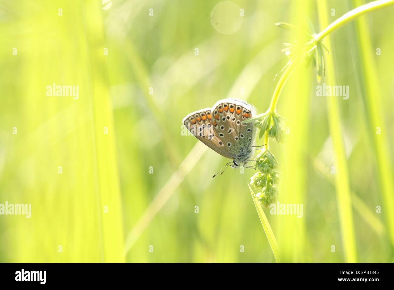 Butterfly (Plebejus argus) in spring meadow. Stock Photo