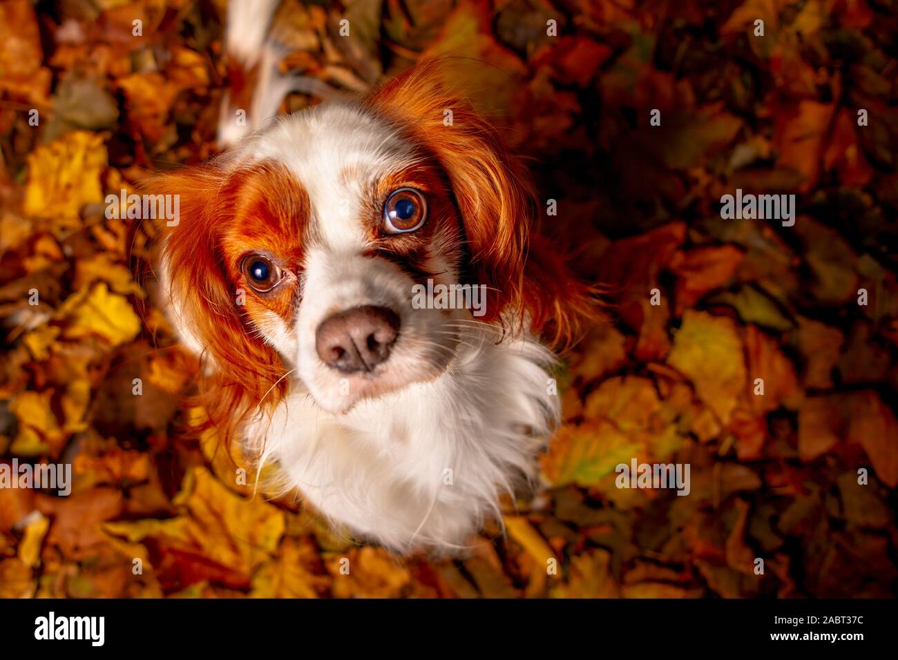 Portrait of a Cavalier King Sitting on Dry Leaves Stock Photo