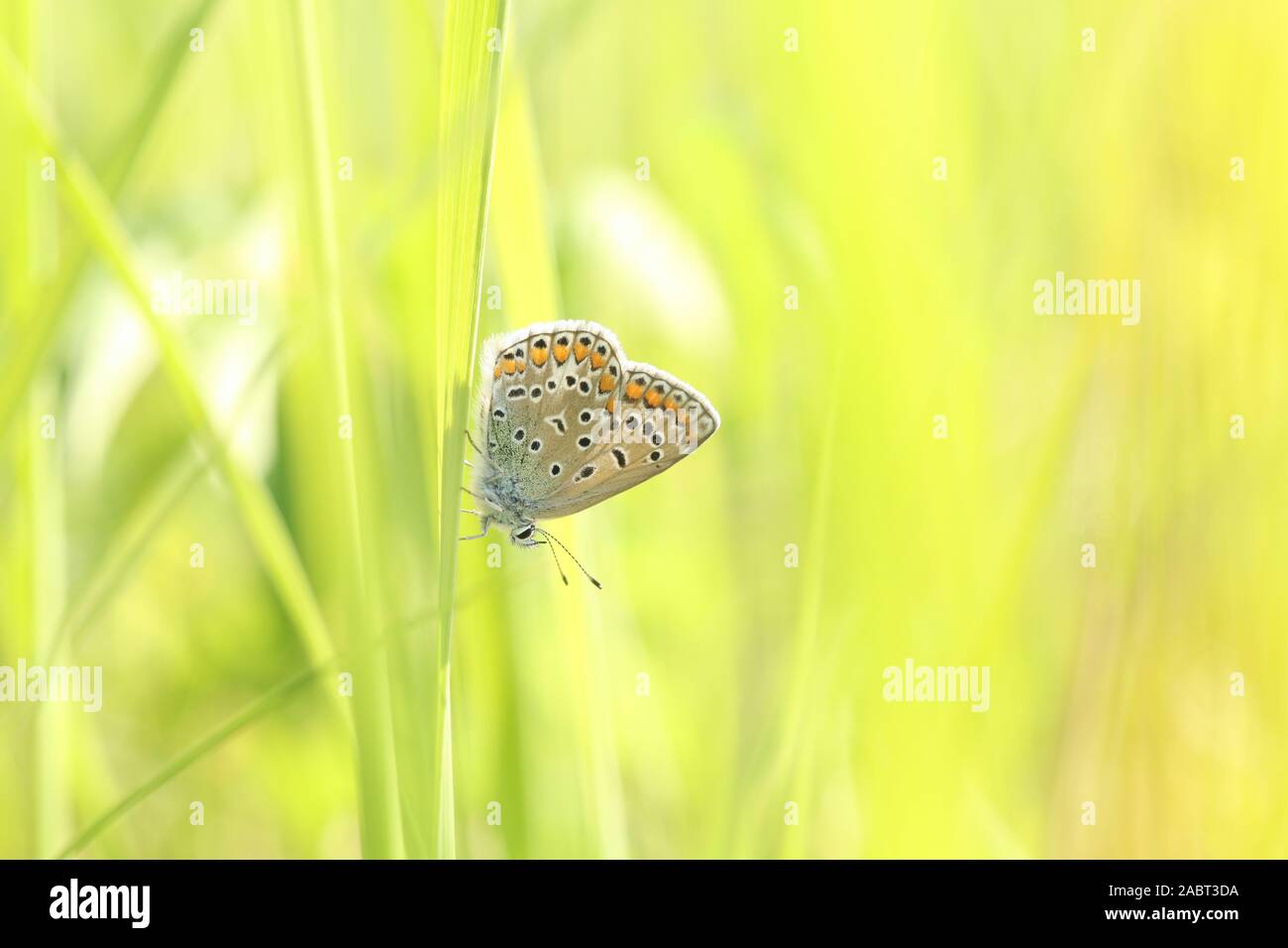 Butterfly on a blade of grass in a spring morning Stock Photo - Alamy