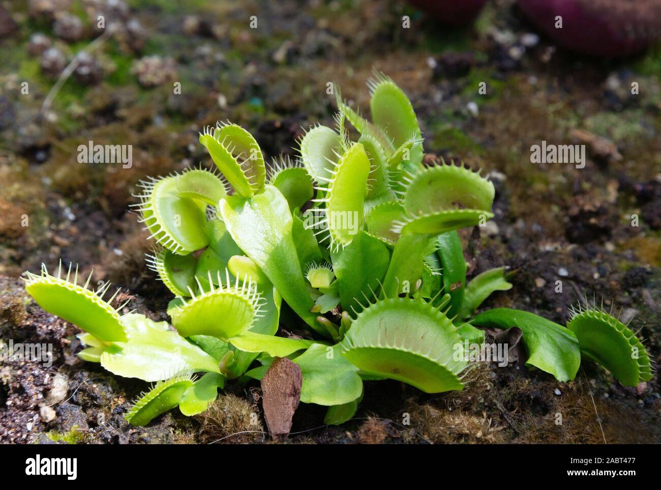 A Venus flytrap ( Dionaea muscipula ) - example of a carnivorous plant which feeds on insects Stock Photo