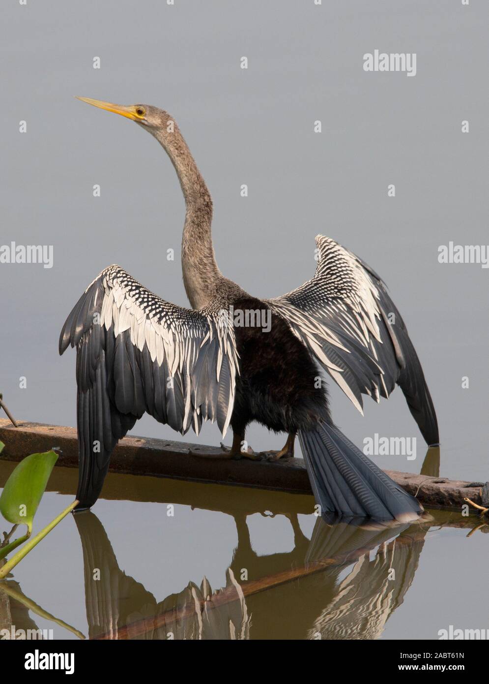 Aningha on the Pantanal Stock Photo