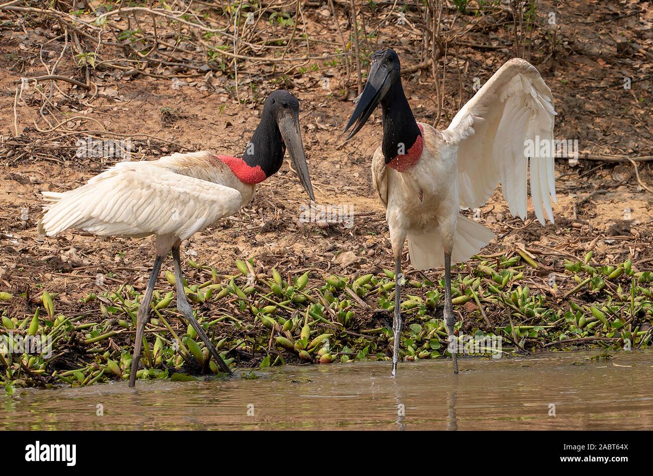 Largest stork in the Pantanal, Brazil Stock Photo