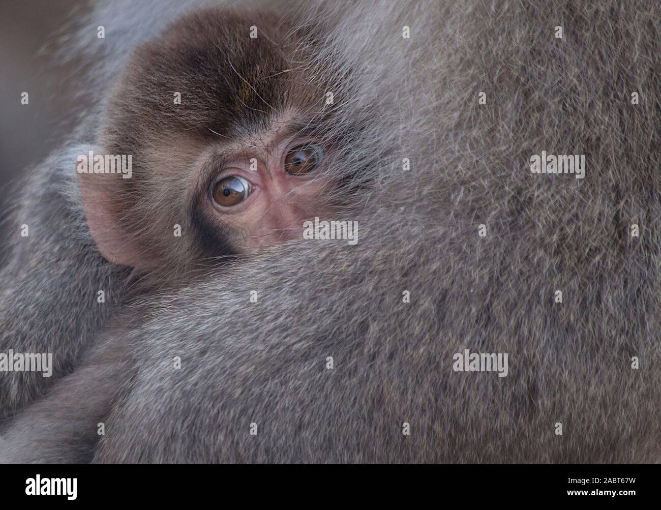 Macaque and offspring in Jigukudani National Park, Japan Stock Photo