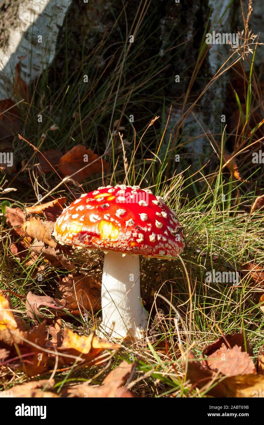 Fly agaric red and white poisonous toadstool or mushroom called amanita muscaria, Netherlands Stock Photo