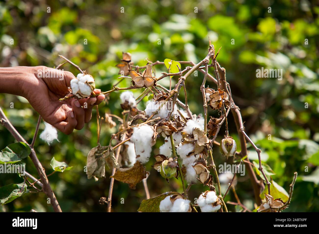 Indian cotton picking hi-res stock photography and images - Alamy