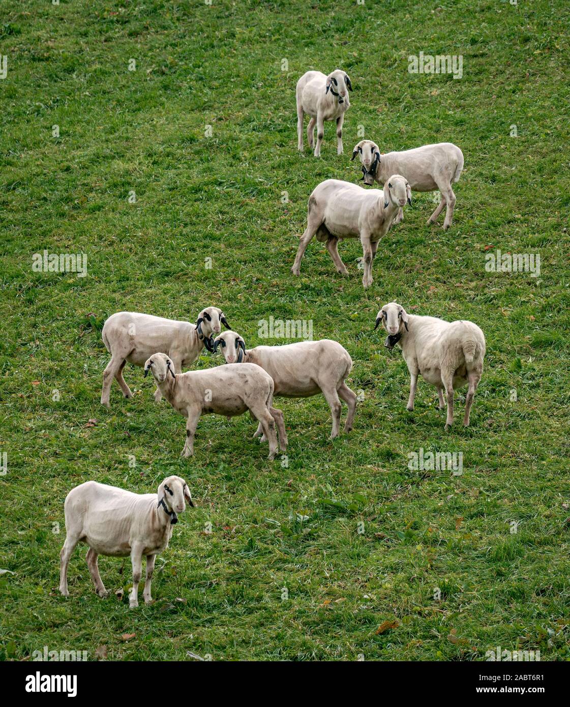 A group of the rare and protected breed Villnoesser spectacles sheep (Brillenschaf) in Italy on a pasture in St Maddalena looking curiously Stock Photo