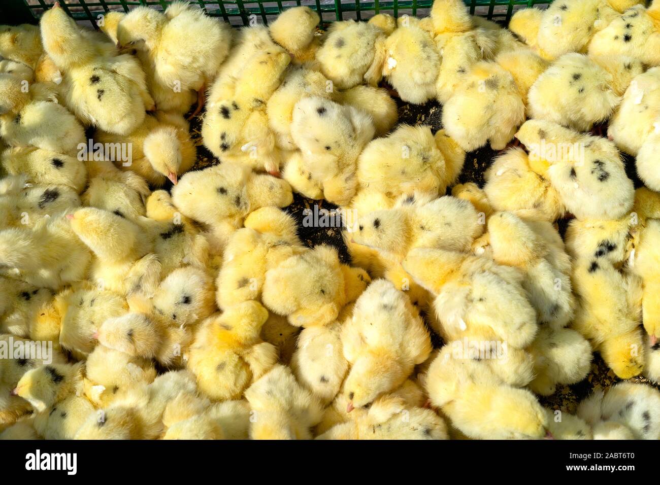 Lots Of Chicks