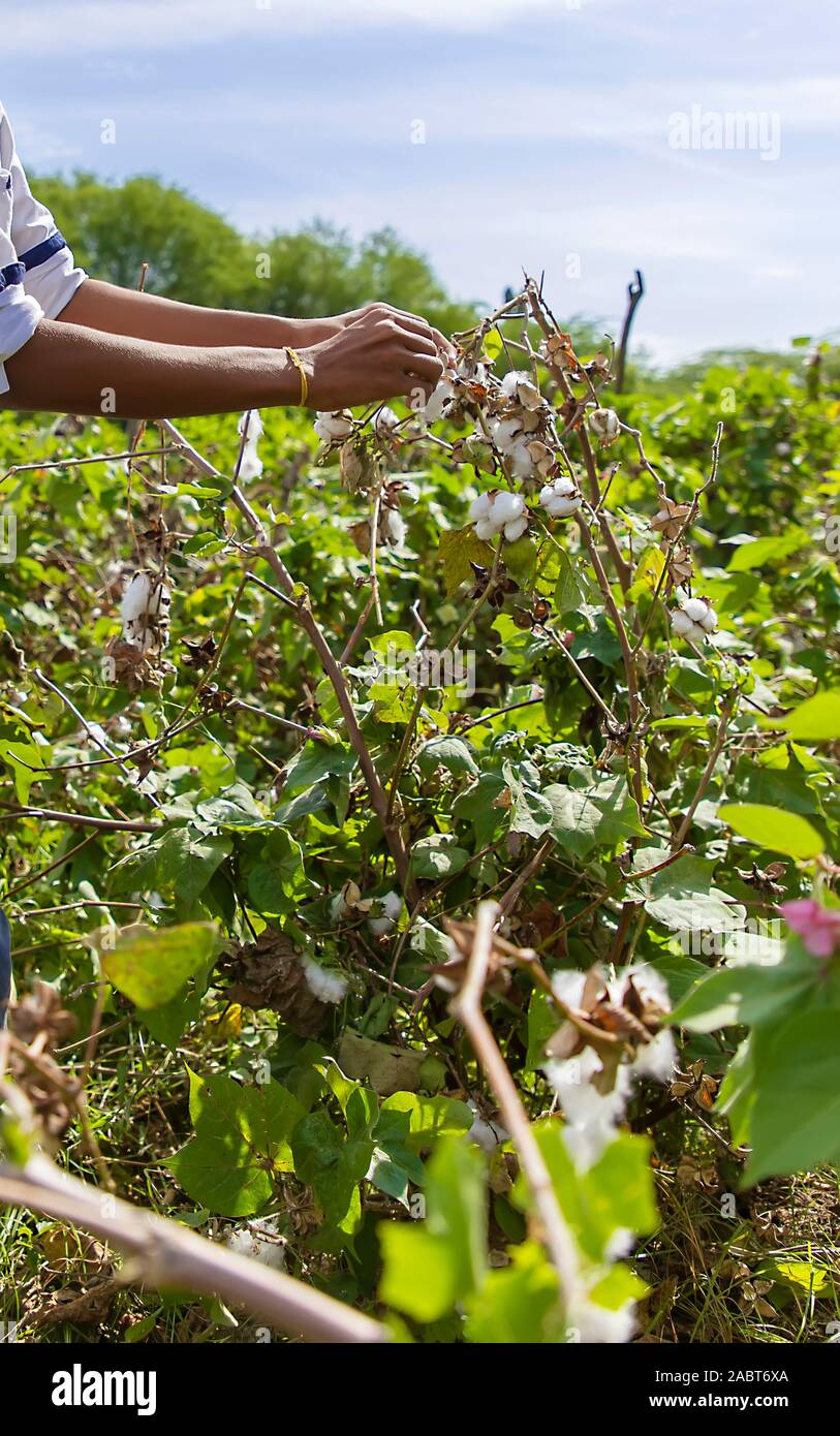 Hand picking cotton hires stock photography and images Alamy