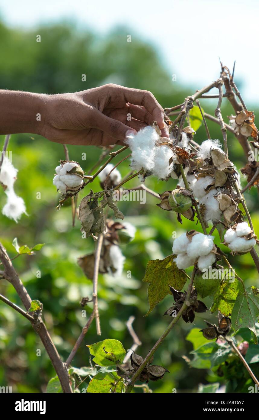 Hand picking cotton hires stock photography and images Alamy