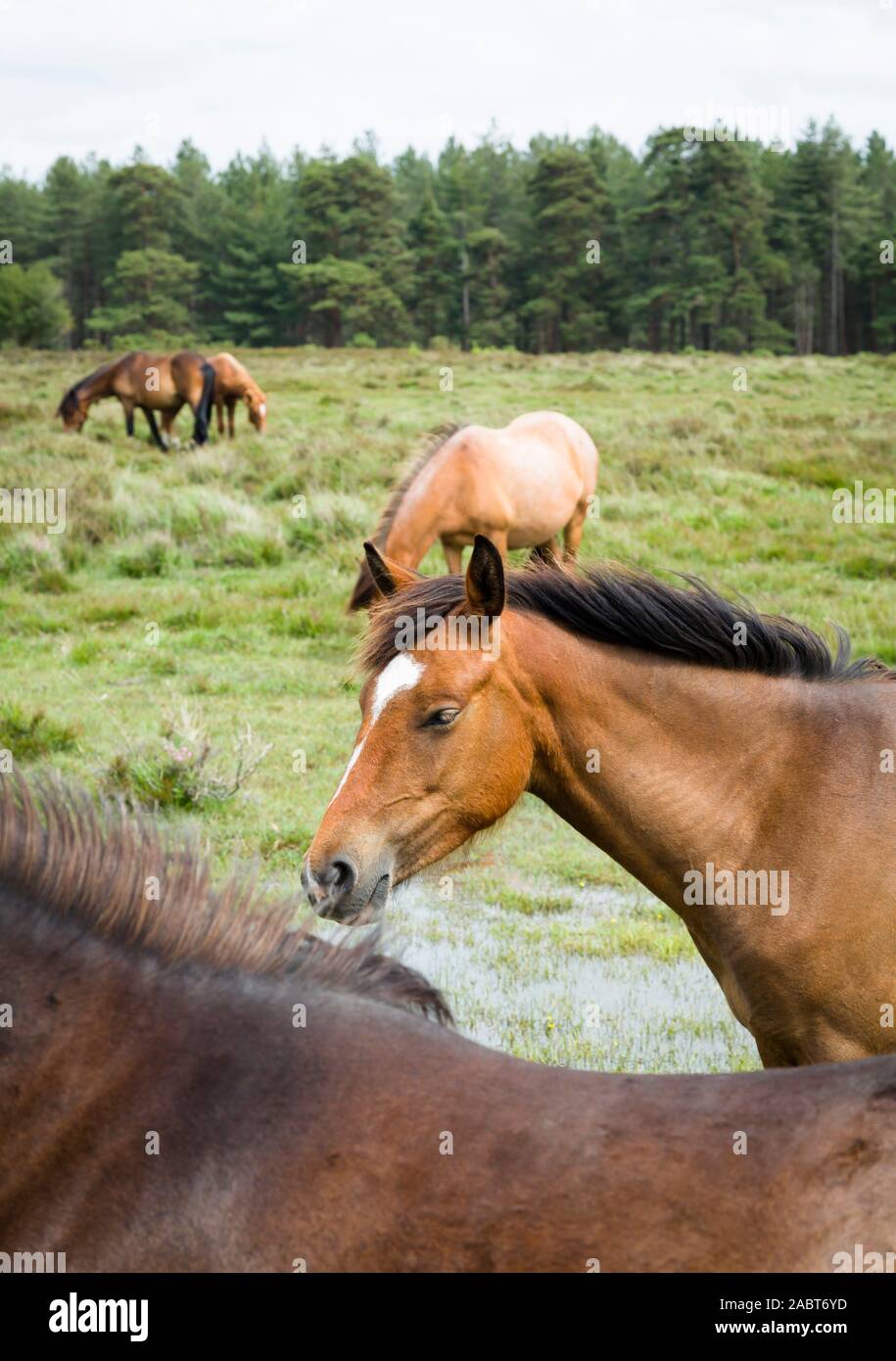 Herd of New Forest ponies in English countryside landscape. New Forest National Park, Hampshire, UK Stock Photo