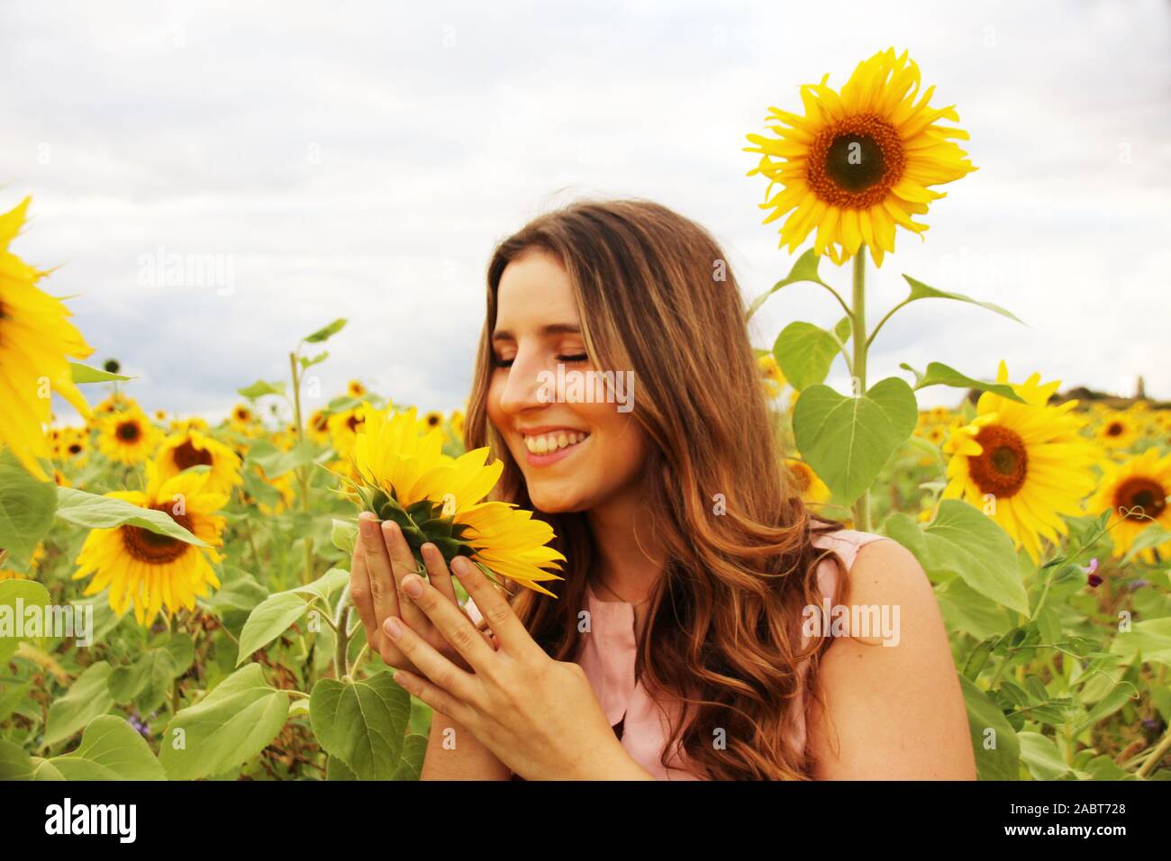 Beautiful woman in a sunflower field Stock Photo - Alamy