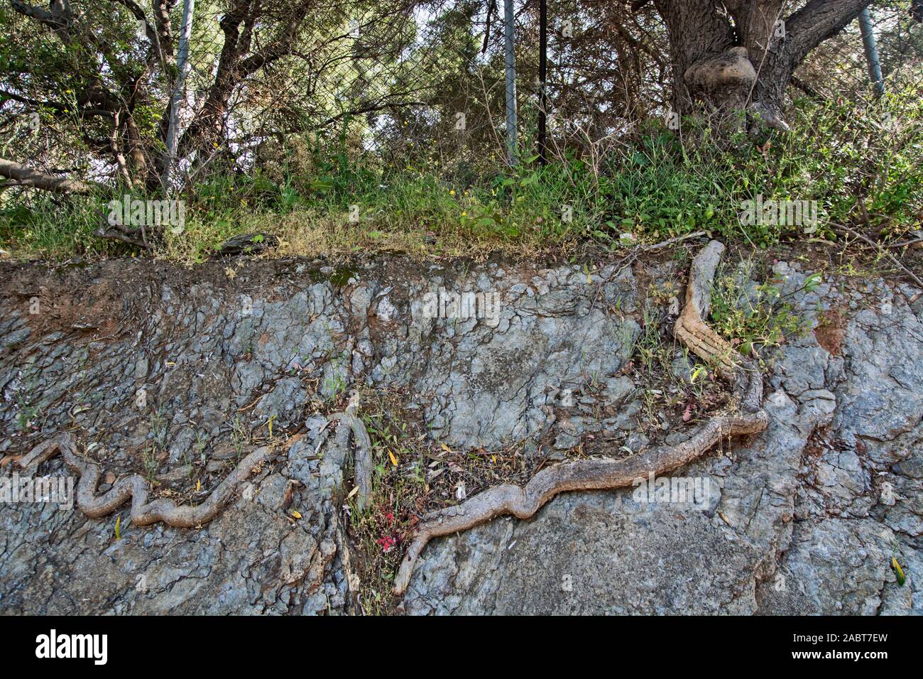 Very interesting tree root in the rock on which it grows for years. Stock Photo