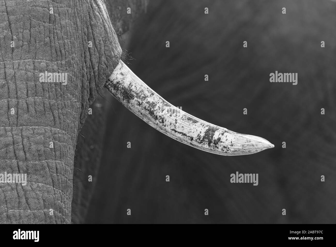 close up picture of the tusk of a elephant Stock Photo