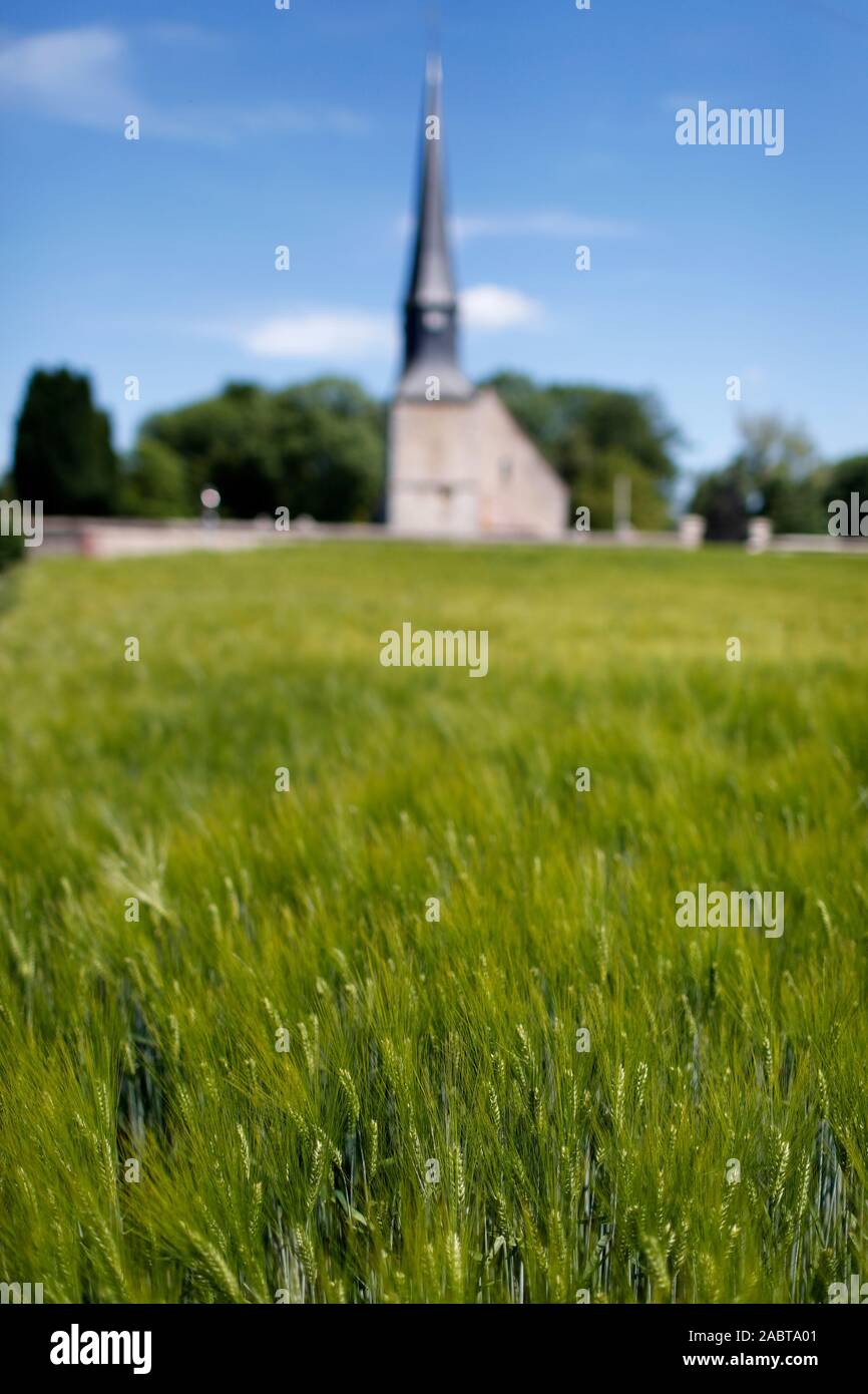 Catholic churh and green barley field. Sainte Gemme Moronval. France. Stock Photo