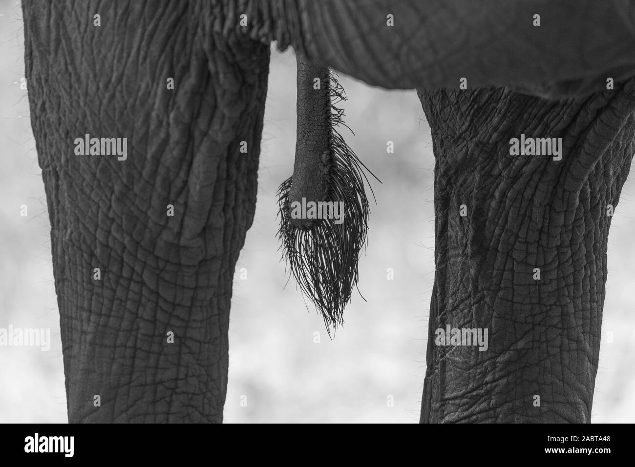 close up picture of the tail of a elephant Stock Photo