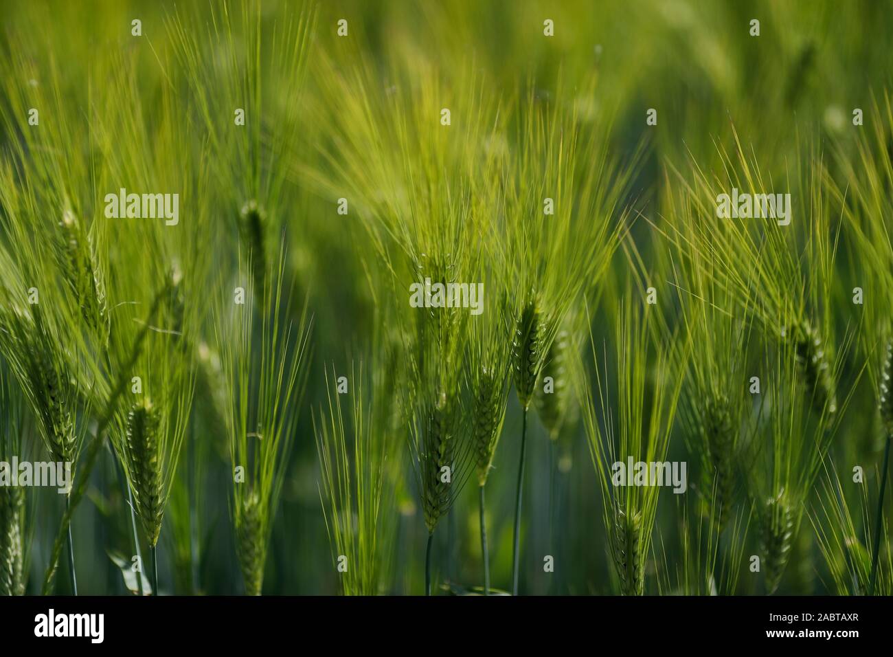 Green barley field. France. Stock Photo