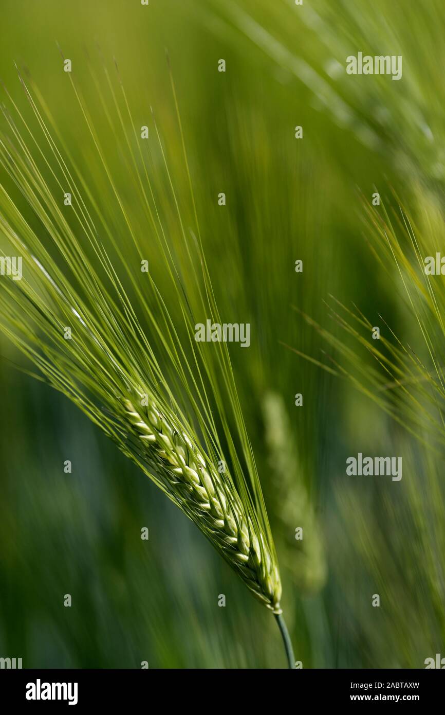 Green barley field. France. Stock Photo