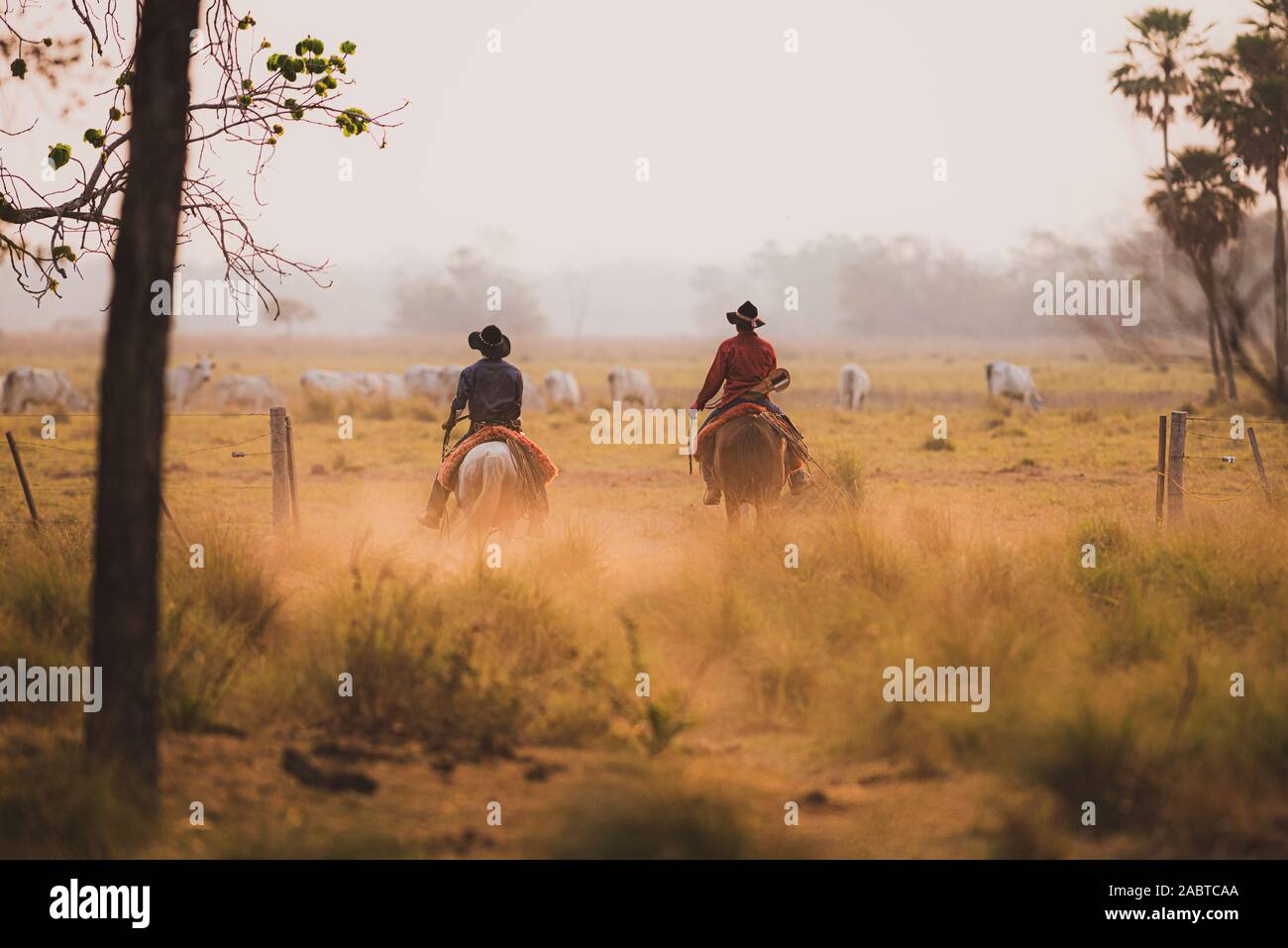 Pantaneiro cowboy working on a cattle ranch in South Pantanal Stock Photo