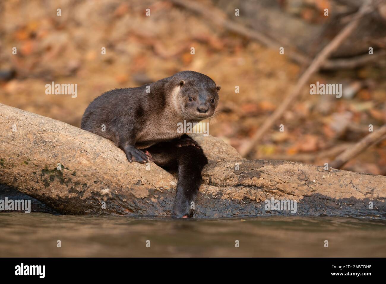 A Neotropical Otter (Lontra longicaudis) from South Pantanal, Brazil Stock Photo