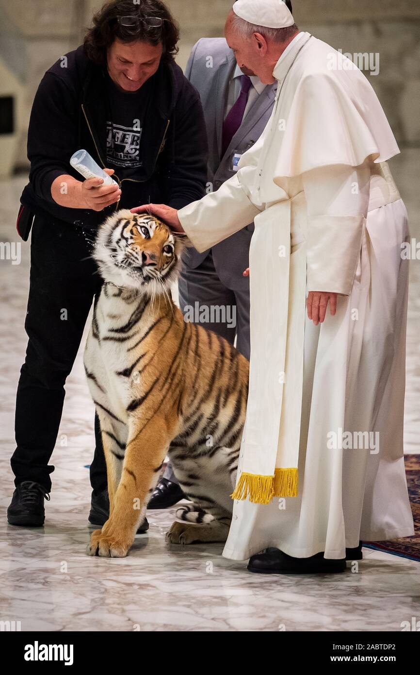 Pope Francis stroking a tiger Stock Photo - Alamy