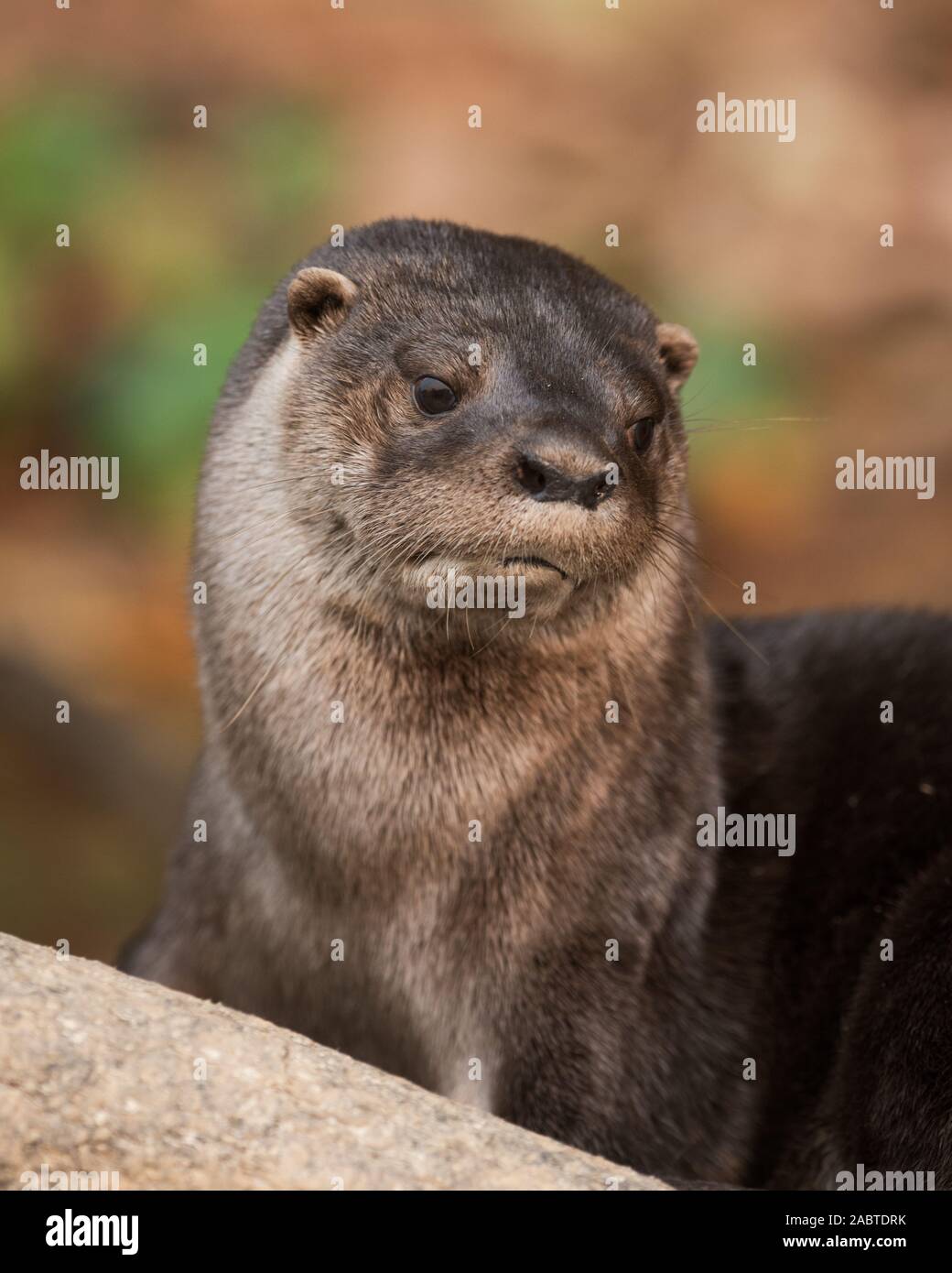 A Neotropical Otter (Lontra longicaudis) from South Pantanal, Brazil Stock Photo