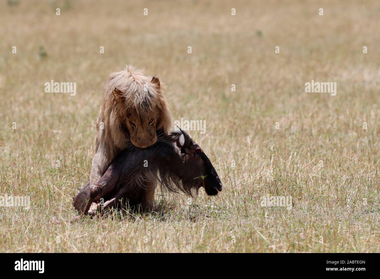 Lion (Panthera leo) with wildebeest kill in savanna. Masai Mara ...