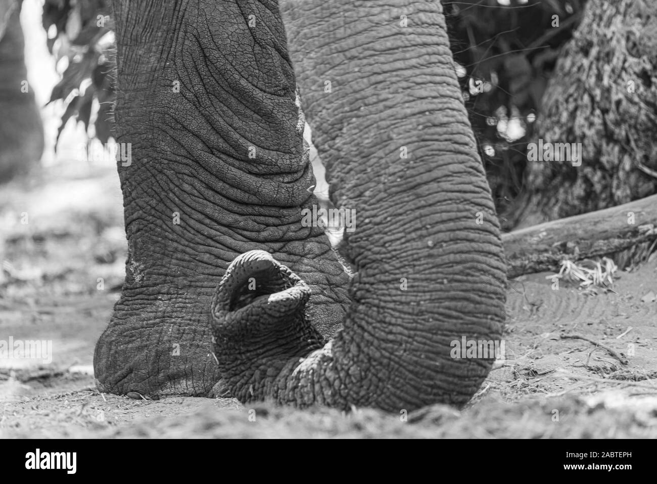 close up picture of the trunk of a elephant Stock Photo