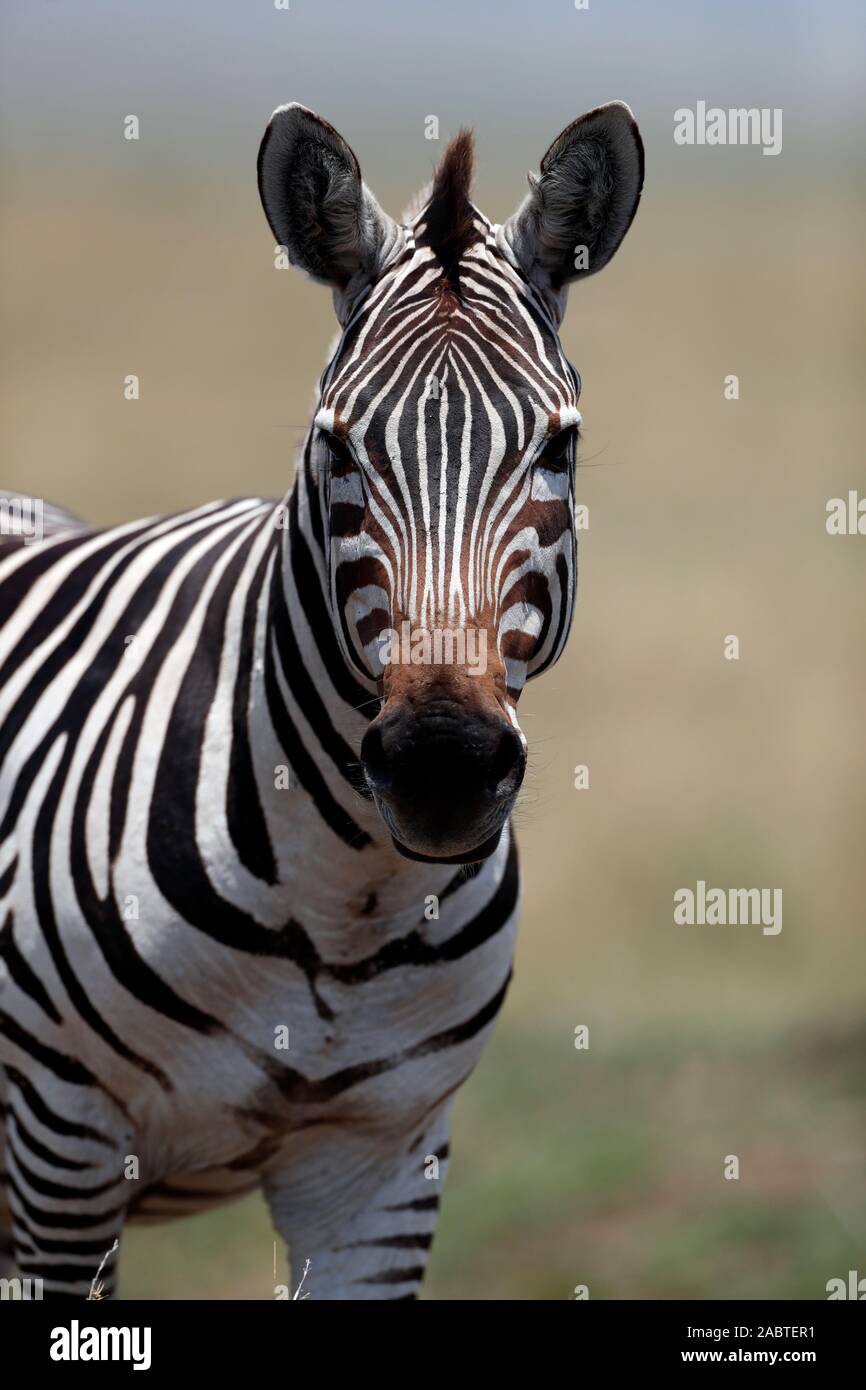 Zebra in the savanna. Masai Mara National Park. Kenya Stock Photo - Alamy
