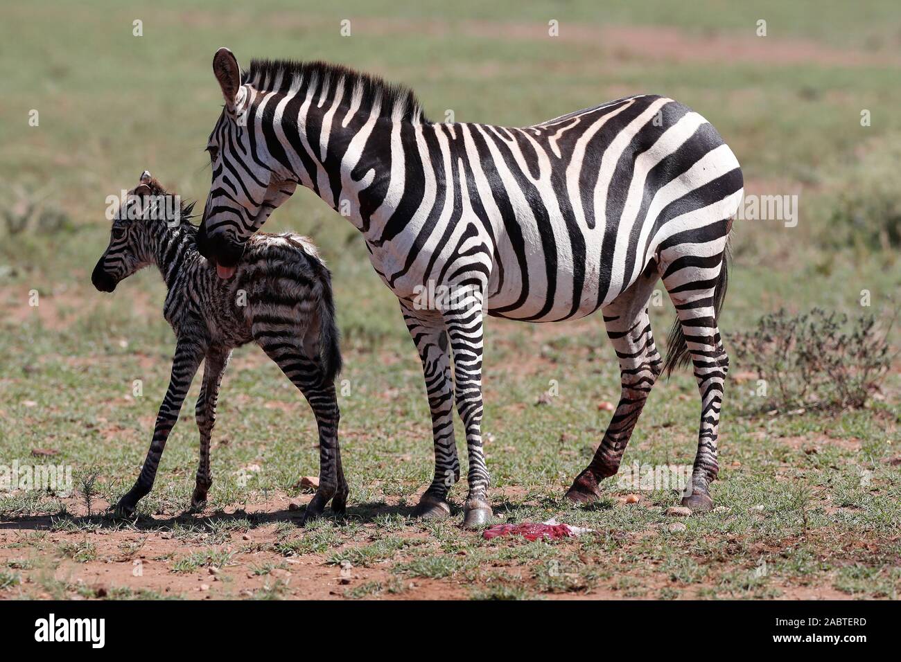 Zebra Mother Equus Quagga Burchellii With Her Newborn Baby First Steps Into Life Masai Mara National Park Kenya Stock Photo Alamy