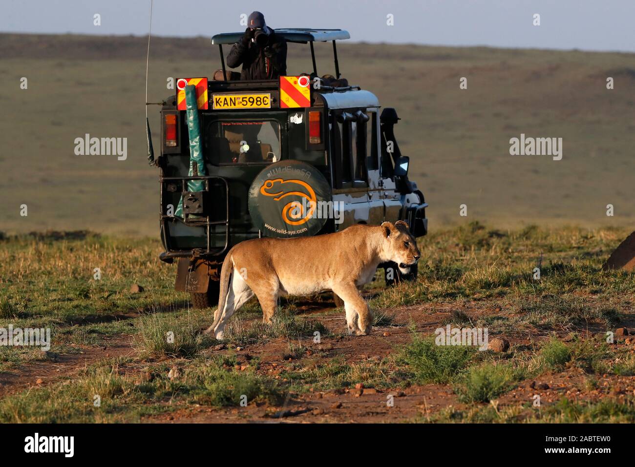Toyota Land Cruiser, safari vehicle. Safari photo. Wildlife