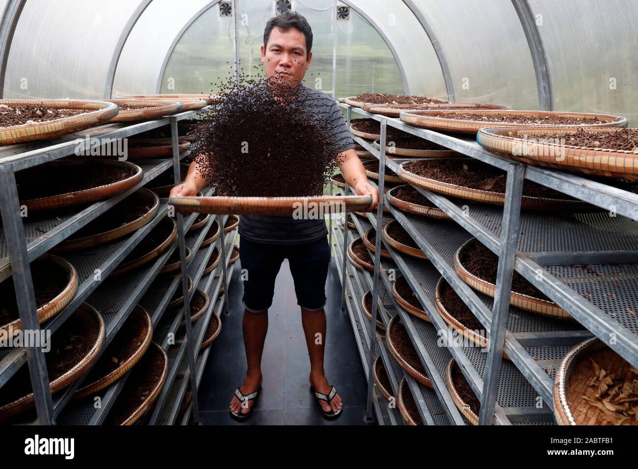 Pepper farm. Worker drying Kampot black pepper. Kep. Cambodia Stock ...