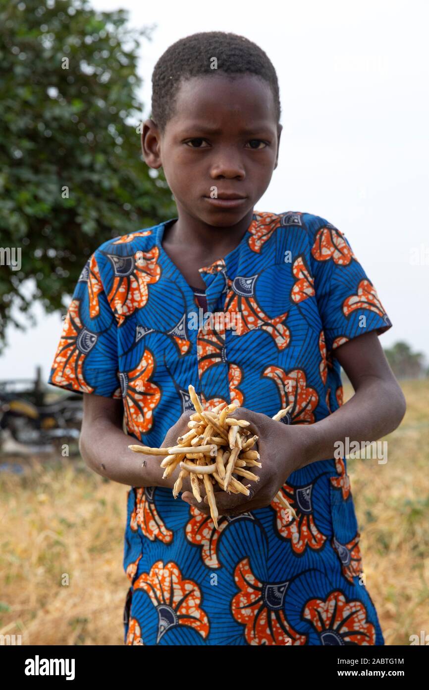 Bean picker hires stock photography and images Alamy