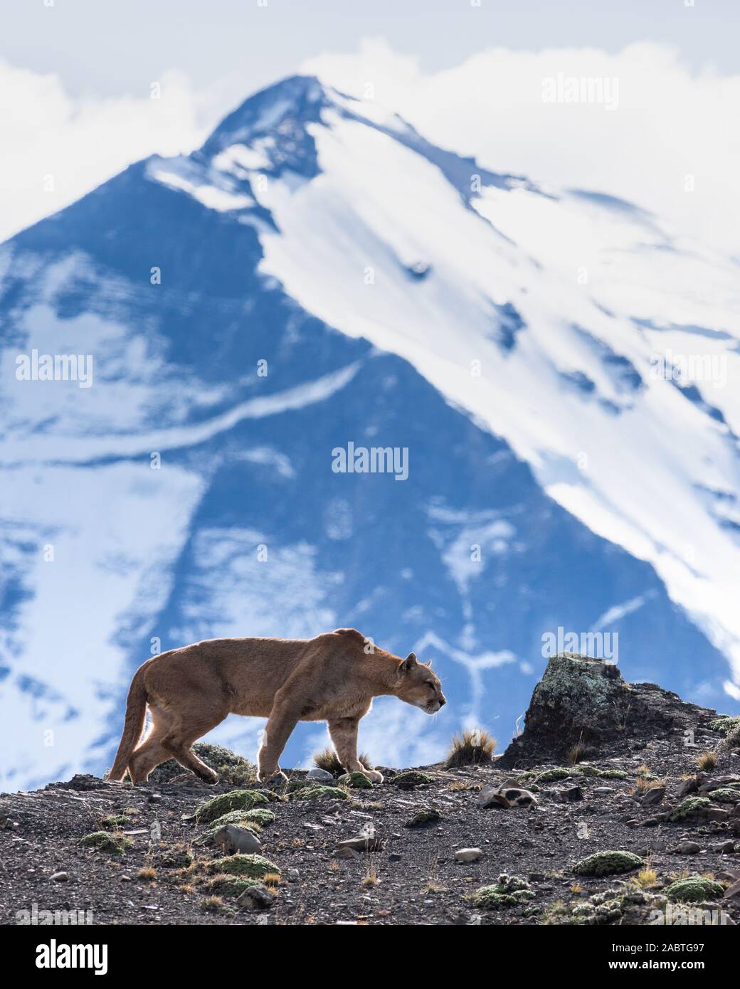 A male Puma (Puma concolor) from Torres del Paine National Park, Chile Stock Photo