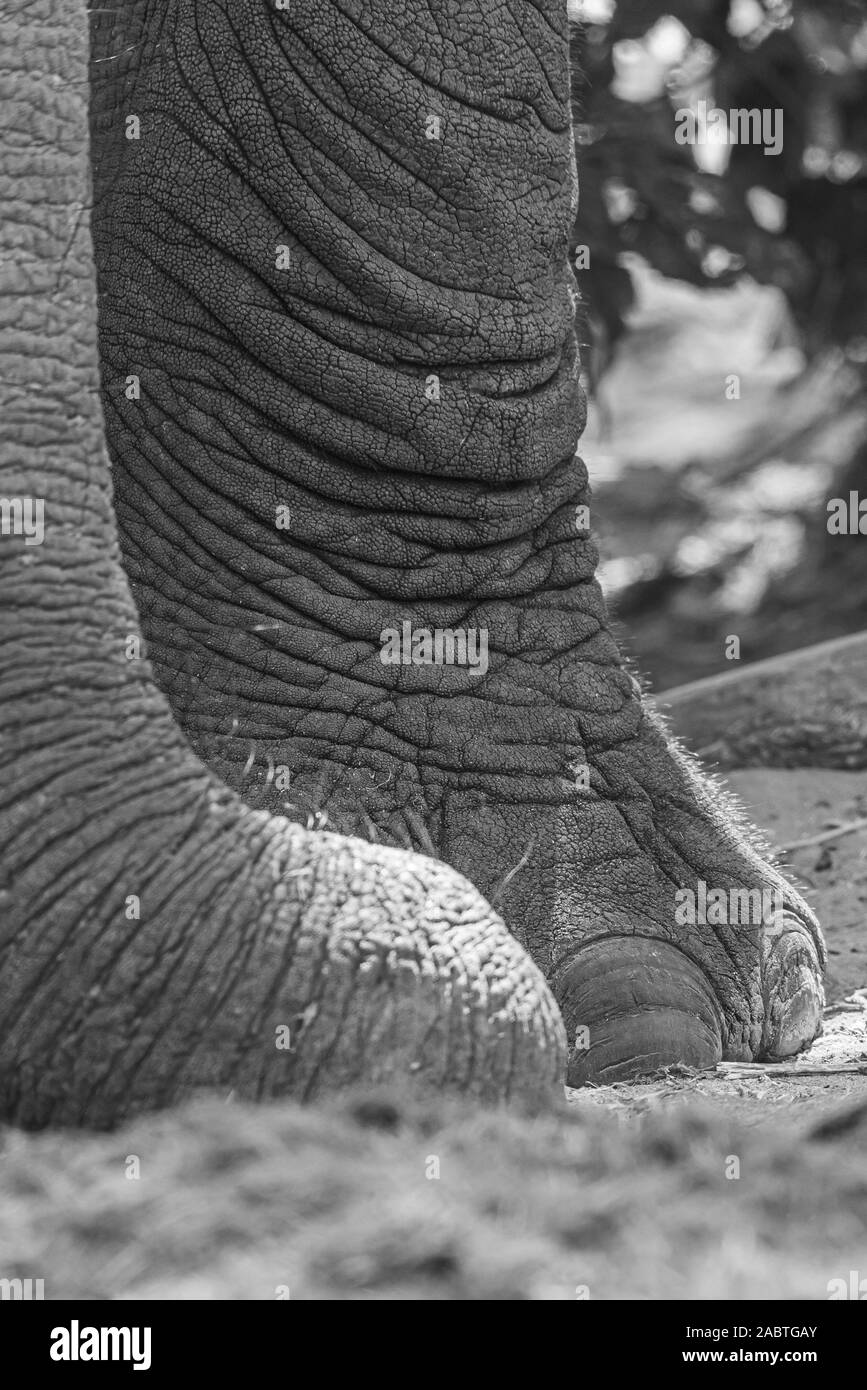 close up picture of the trunk of a elephant Stock Photo
