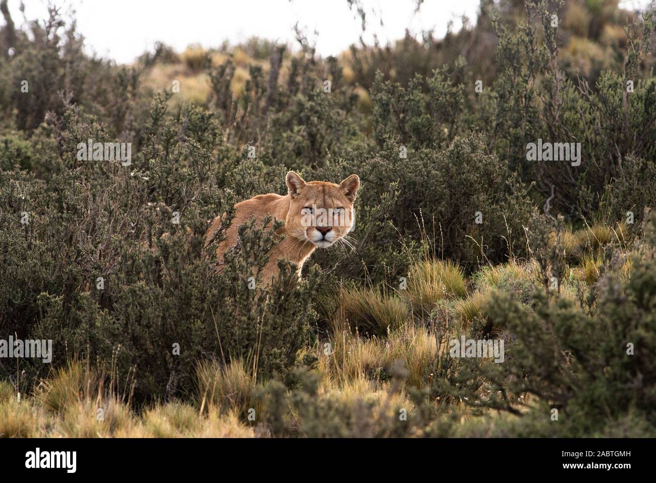 A male Puma (Puma concolor) from Torres del Paine National Park, Chile Stock Photo