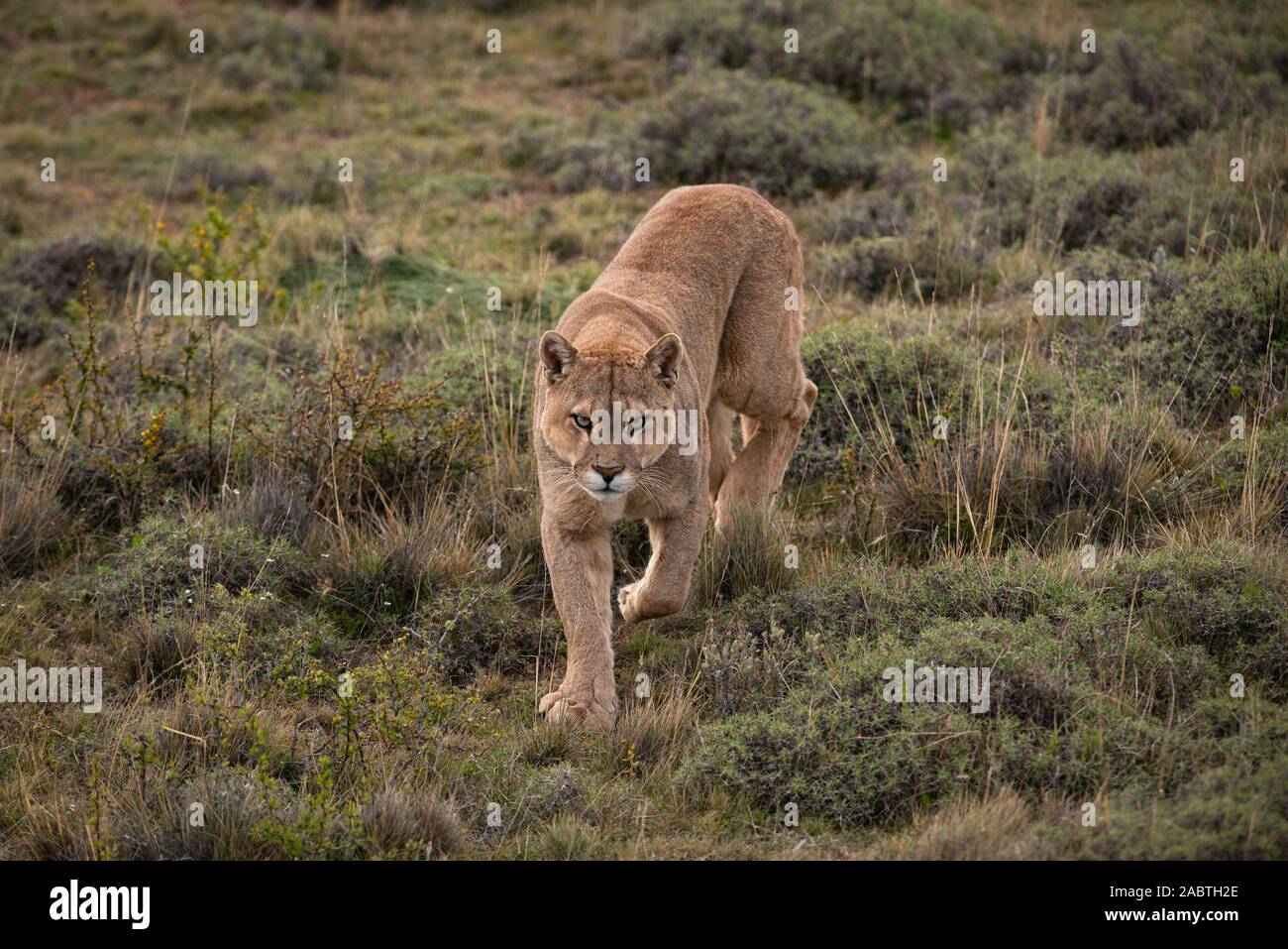 A male Puma (Puma concolor) from Torres del Paine National Park, Chile Stock Photo