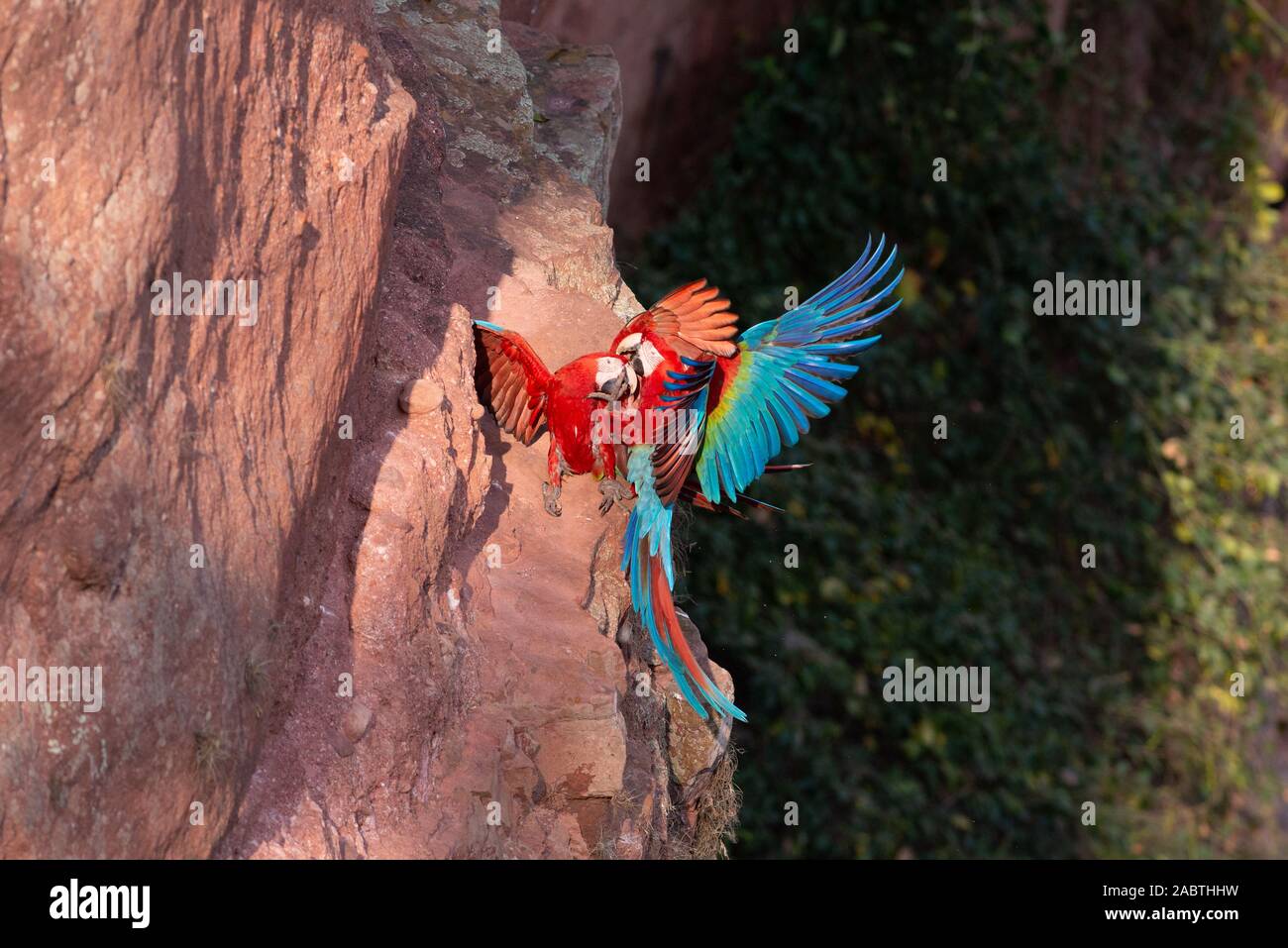 Red-and-green Macaw (Ara chloropterus) in flight Stock Photo