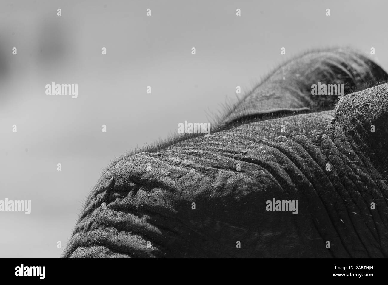 close up picture of the head of a elephant Stock Photo