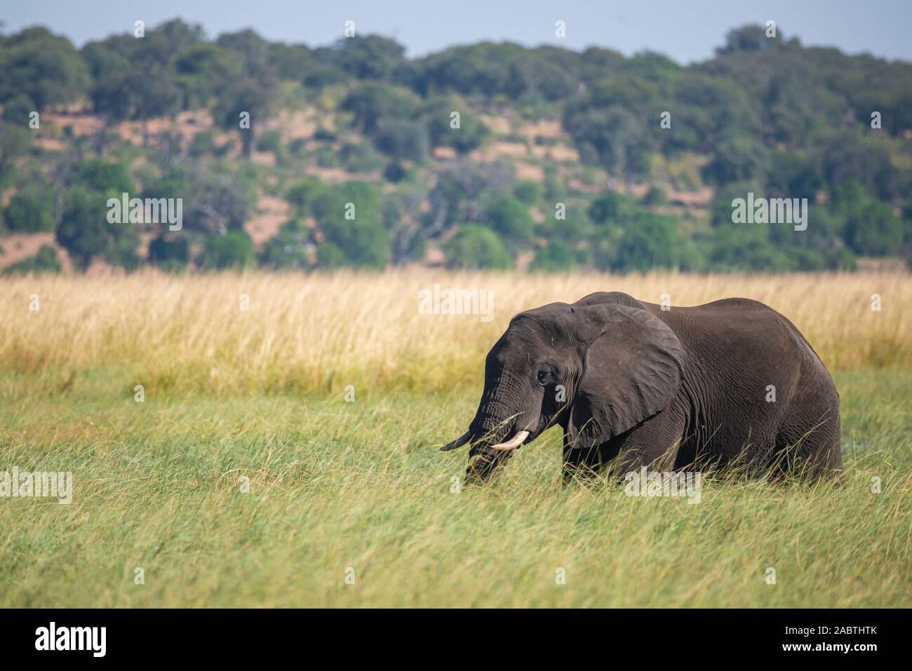 portrait of a african elephant Stock Photo